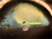 Canine retina two years post injection.  Retinal photograph taken more than two years after subretinal injection of AAV2-hRPE65v2 in the second eye of a dog model of Leber's congenital amaurosis due to RPE65 mutations. The AAV-exposed portion of the retina, with the overlying inner retinal blood vessels, appears yellow due to reflective changes in the underlying tapetum. (Daniel Chung, PhD, University of Pennsylvania School of Medicine; Science Translational Medicine)